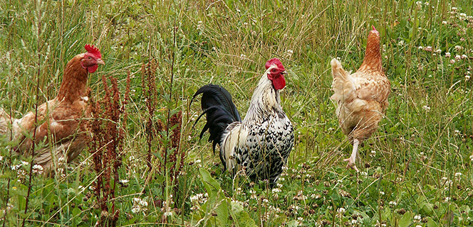 שלושה תרנגולים בשדה