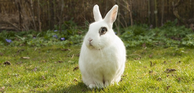 rabbit-PD