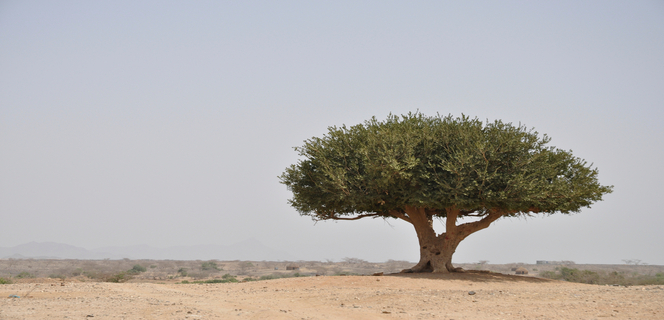 עץ זית במדבר צחיח