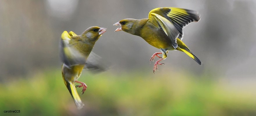 הפָּרוּשים (finches) – ציפורים קטנות שהיו (ועודן) נפוצות באיי גלפגוס 