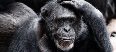 שימפנזה מגרדת את הראש